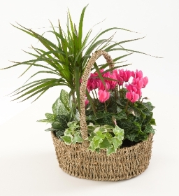 Planted basket in pink plants