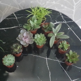 10 assorted succulents in 5.5cm pots