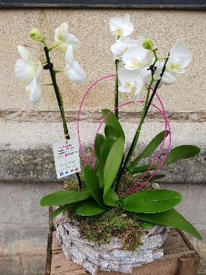 Orchid Nest