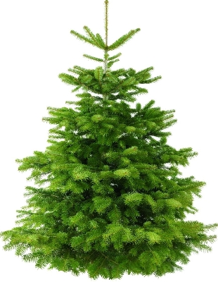 Nordmann Fir Christmas Tree