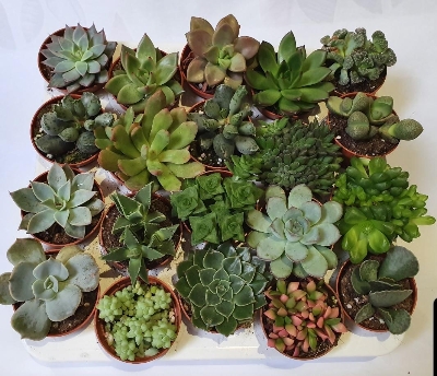 20 Succulents and 20 aloe vera