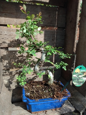 Zelkova bonsai in 20 cm glazed pot