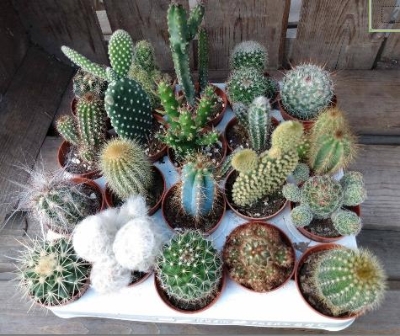20 assorted cacti in 5.5 cm pots