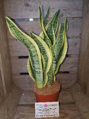 Sansevieria   Mother in Laws Tongue 40cm