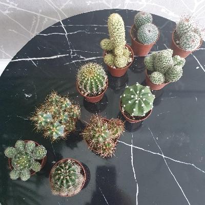 10 assorted cacti in 5.5cm pots