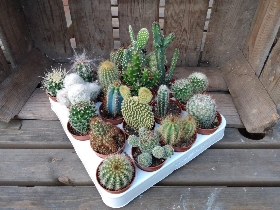 Cacti and Succulents