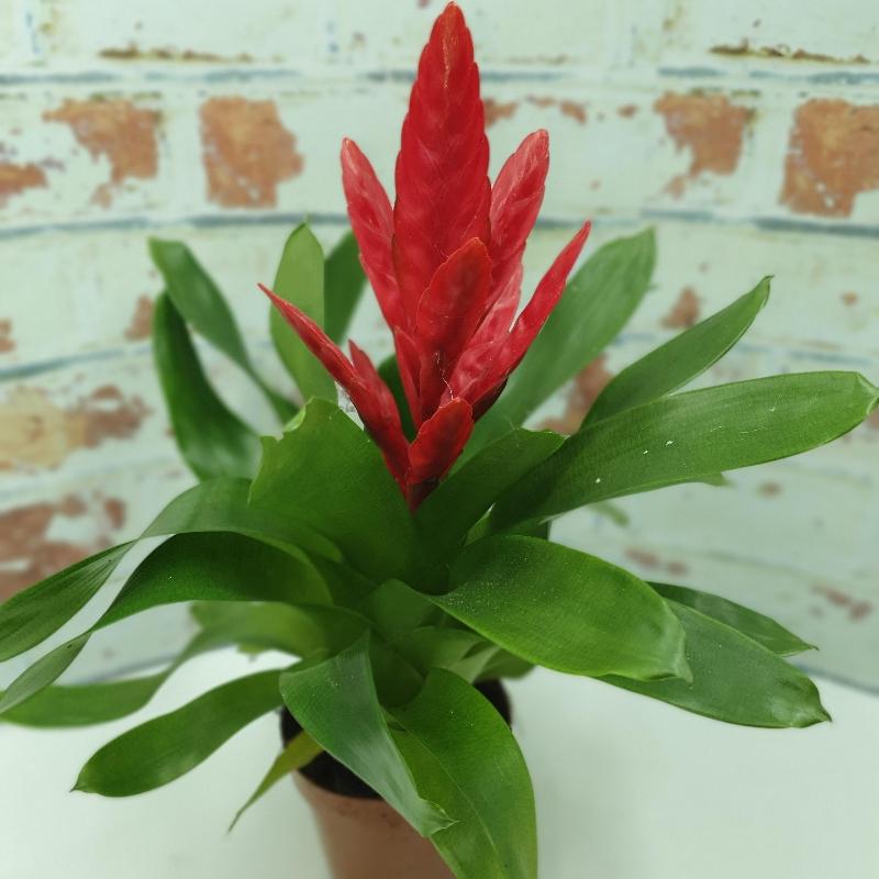 Bromeliad – buy online or call 01234 218761