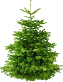 Nordmann Fir Christmas Tree