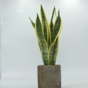 Sansevieria   Mother in Law's Tongue