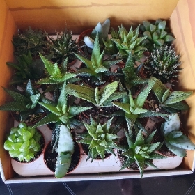 20 assorted aloe vera