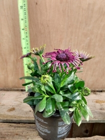 Osteospermum