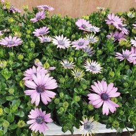 Osteospermum