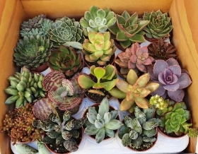 20 Assorted succulents in 5.5cm pots