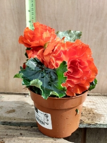 Begonia tuberosa mix