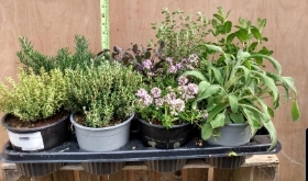 8 mixed Italian herbs