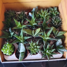 20 Succulents and 20 aloe vera
