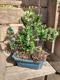 Buxus bonsai in 20cm ceramic pot