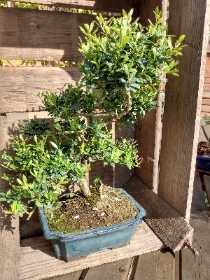 Ilex bonsai in 20 cm glazed ceramic pot