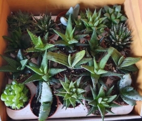 20 assorted aloe vera in 5.5cm pots