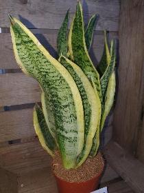 Sansevieria   Mother in Laws Tongue 40cm