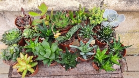 10 succulents and 10 Aloe Vera