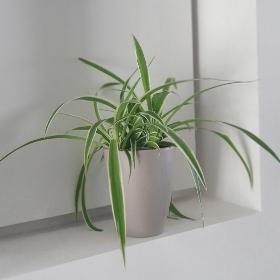 Chlorophytum  spider plant in a  stylish pot
