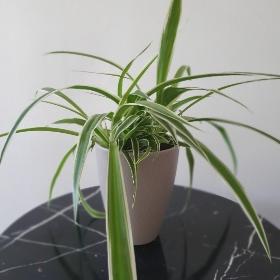 Chlorophytum  spider plant in a  stylish pot