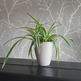 Chlorophytum  spider plant in a  stylish pot