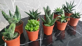 10 Aloe Vera in 5.5cm pots