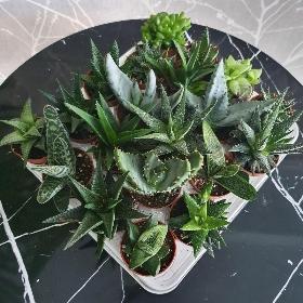 10 Aloe Vera in 5.5cm pots