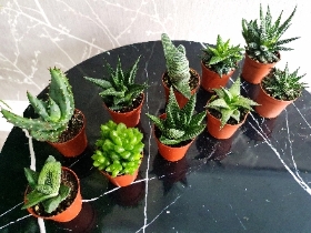 10 Aloe Vera in 5.5cm pots