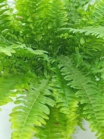 Boston fern