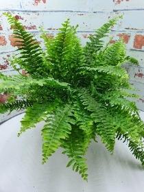 Boston fern