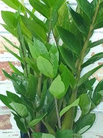 Zamioculcas