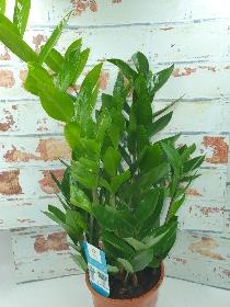 Zamioculcas