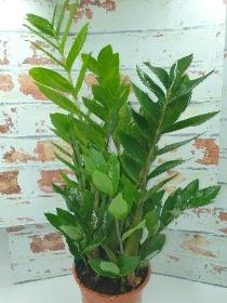 Zamioculcas