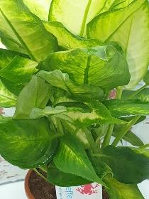 Dieffenbachia