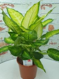 Dieffenbachia