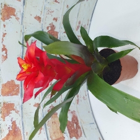 Bromeliad