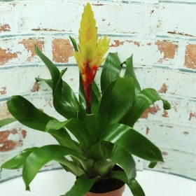 Bromeliad