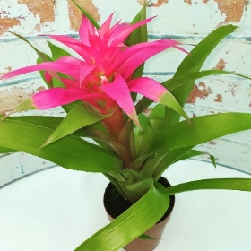 Bromeliad