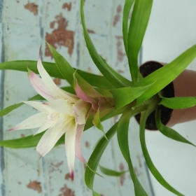 Bromeliad