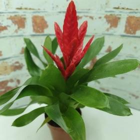 Bromeliad