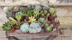 10 succulents and 10 cacti