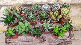 10 cacti and 10 aloe vera
