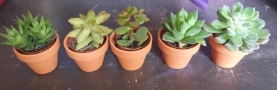 20 assorted succulents in terracotta pots