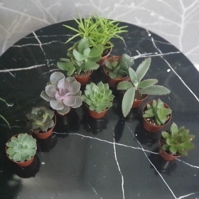 5 assorted succulents